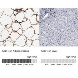 FABP4/A-FABP Antibody, Novus Biologicals 0.1mL; Unlabeled:Antibodies, Polyclonal